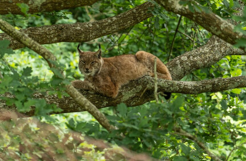 Animaliak babesteko eremua