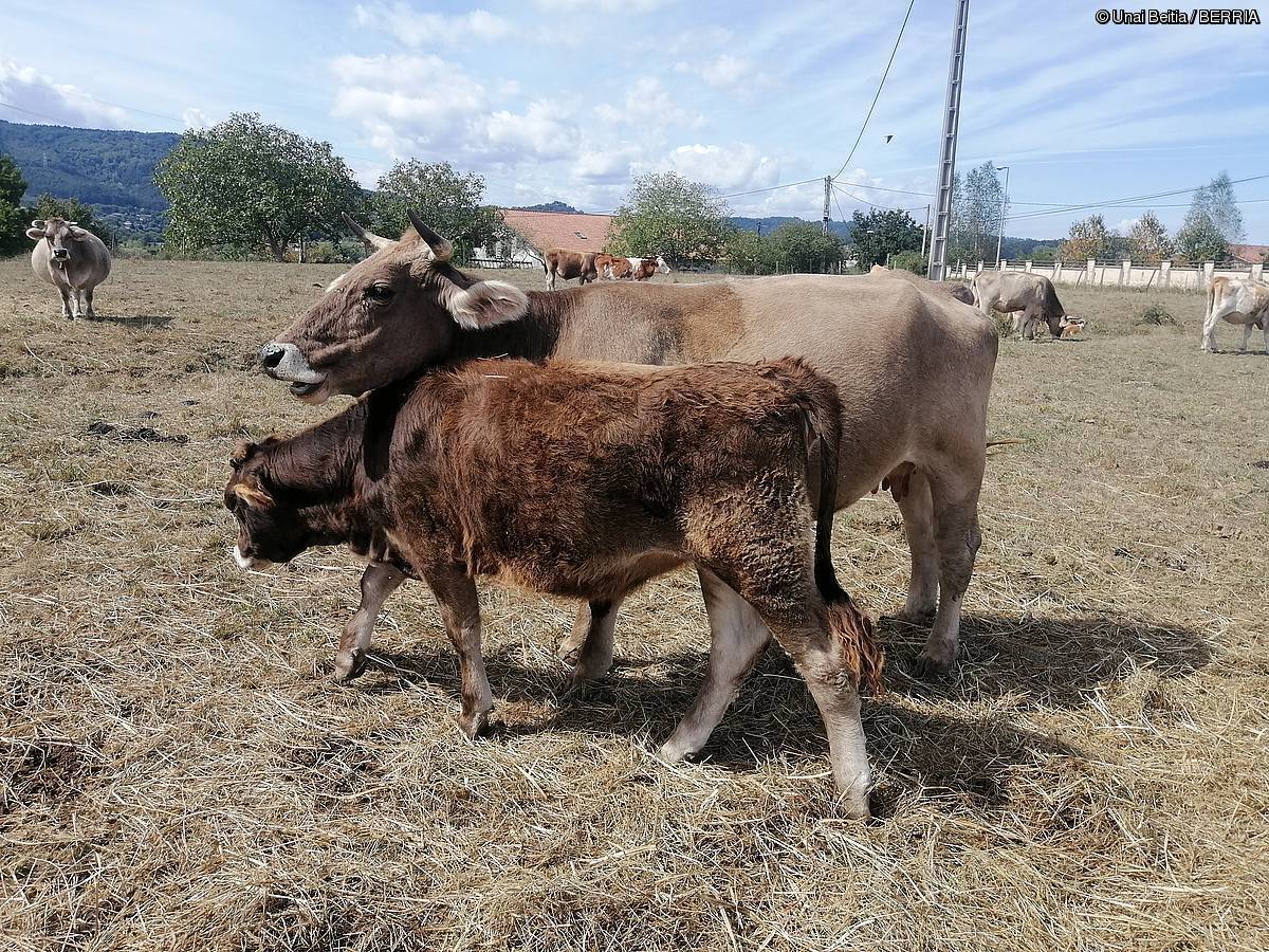 Kortak, eltxo batek aztoratuta